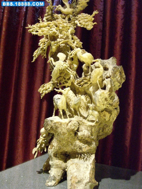 CIMG8346.JPG