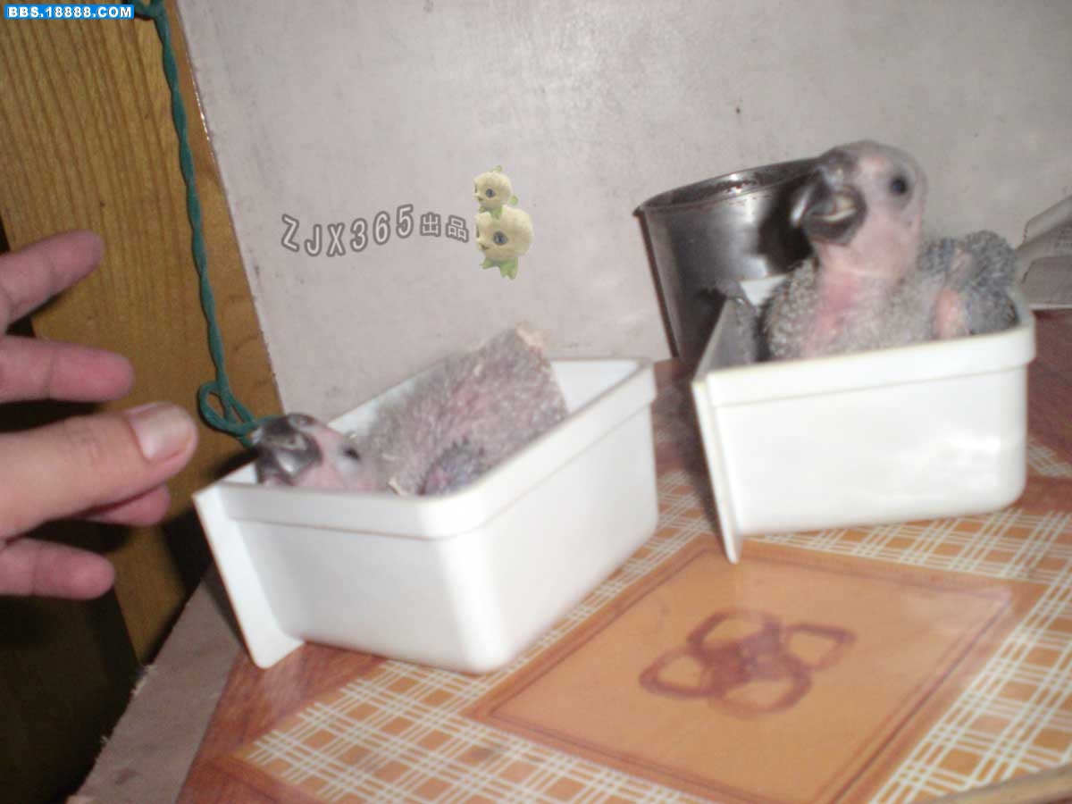 CIMG4955.jpg