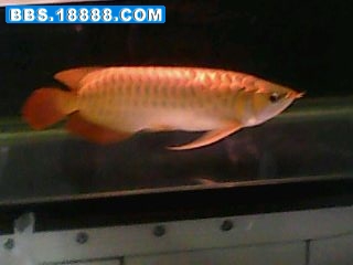 IMG0166A.jpg