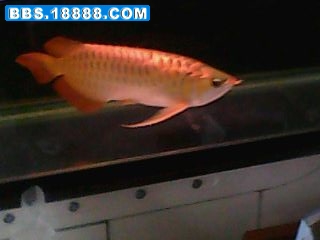 IMG0170A.jpg