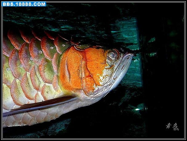 DSCN4198.jpg