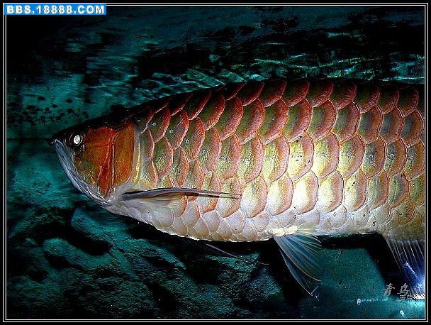 DSCN4197.jpg