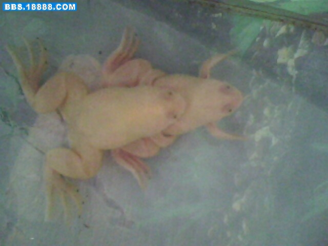 IMG0100A.jpg