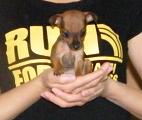 2009_0227我的狗狗小小0009.JPG