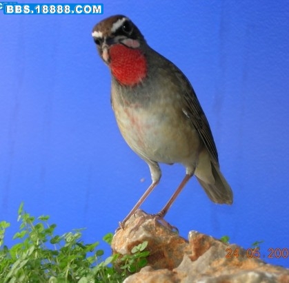 63_36163_9eeff94699d8472.jpg