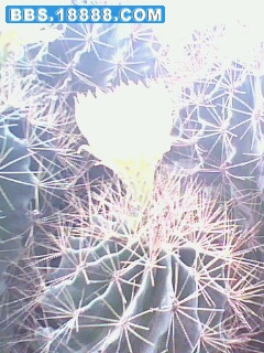 IMG0720A.jpg