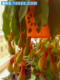 IMG0036A.jpg