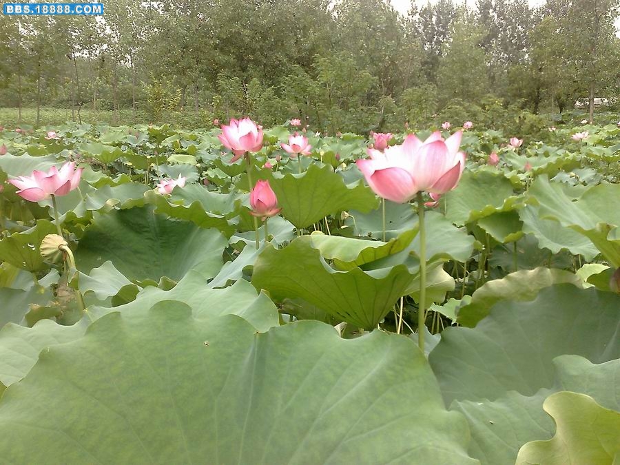 20090801211.jpg