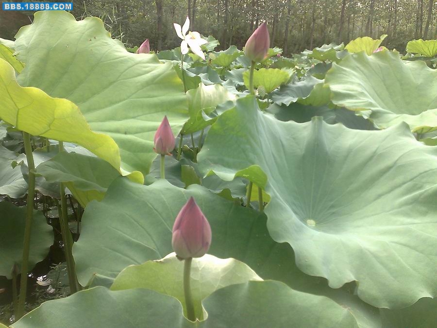 20090730140.jpg
