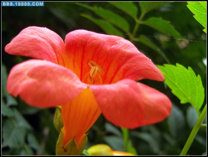 凌霄花5.jpg