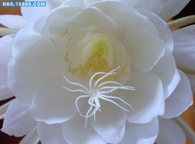 昙花七月5.jpg