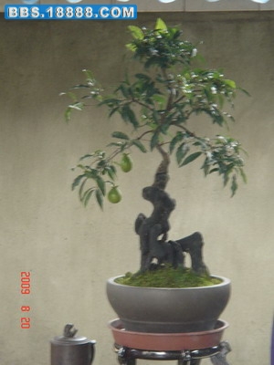 DSC06527_缩小大小_缩小大小.JPG