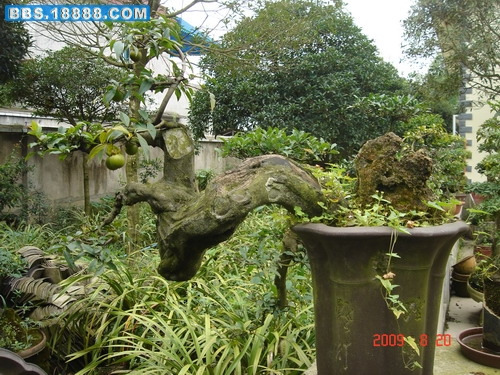 DSC06538_缩小大小.JPG
