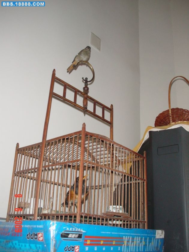 1251098724-9.jpg