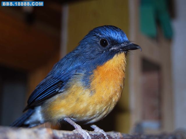 DSC_0054.JPG