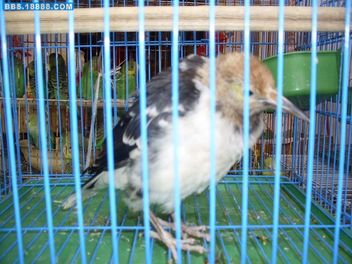 SDC10474.JPG
