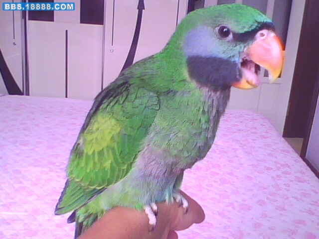 IMG2241A.jpg