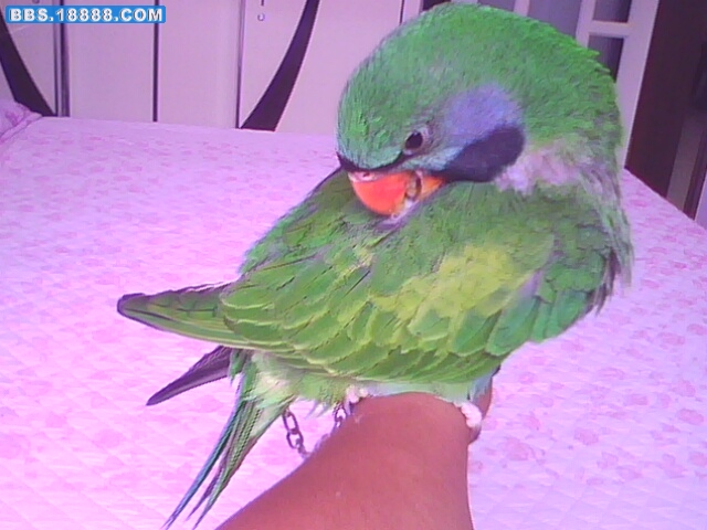 IMG2247A.jpg