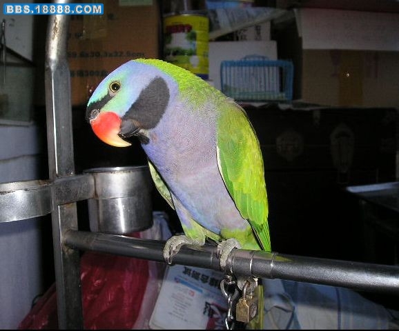 454545_conew1.jpg