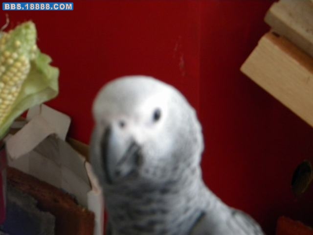 DSCN0061.jpg