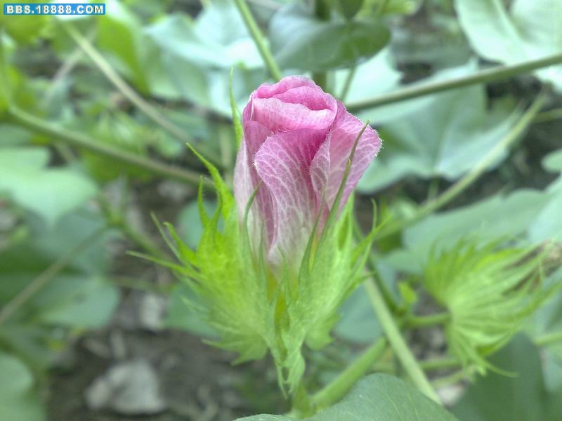 20090730066.jpg