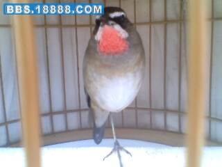 IMG0474A.jpg