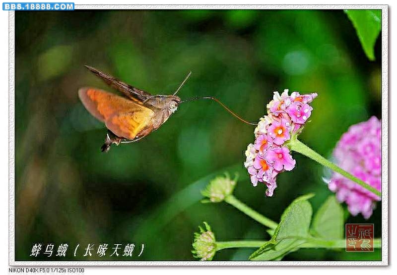 nEO_IMG_蜂蛾.jpg