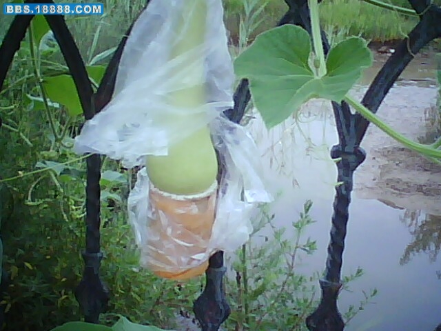 IMG0868A.jpg