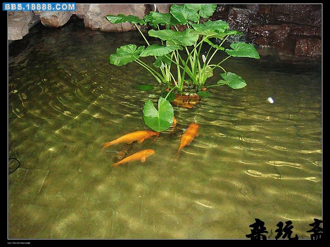 鱼4.jpg