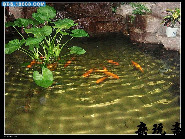 鱼2.jpg