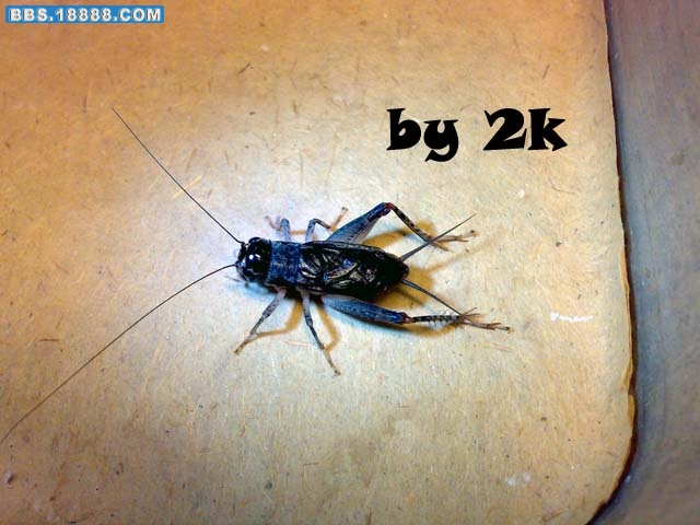 20090827005副本.jpg