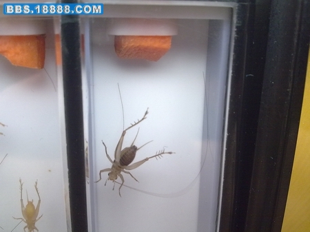 复件 20090824986.jpg