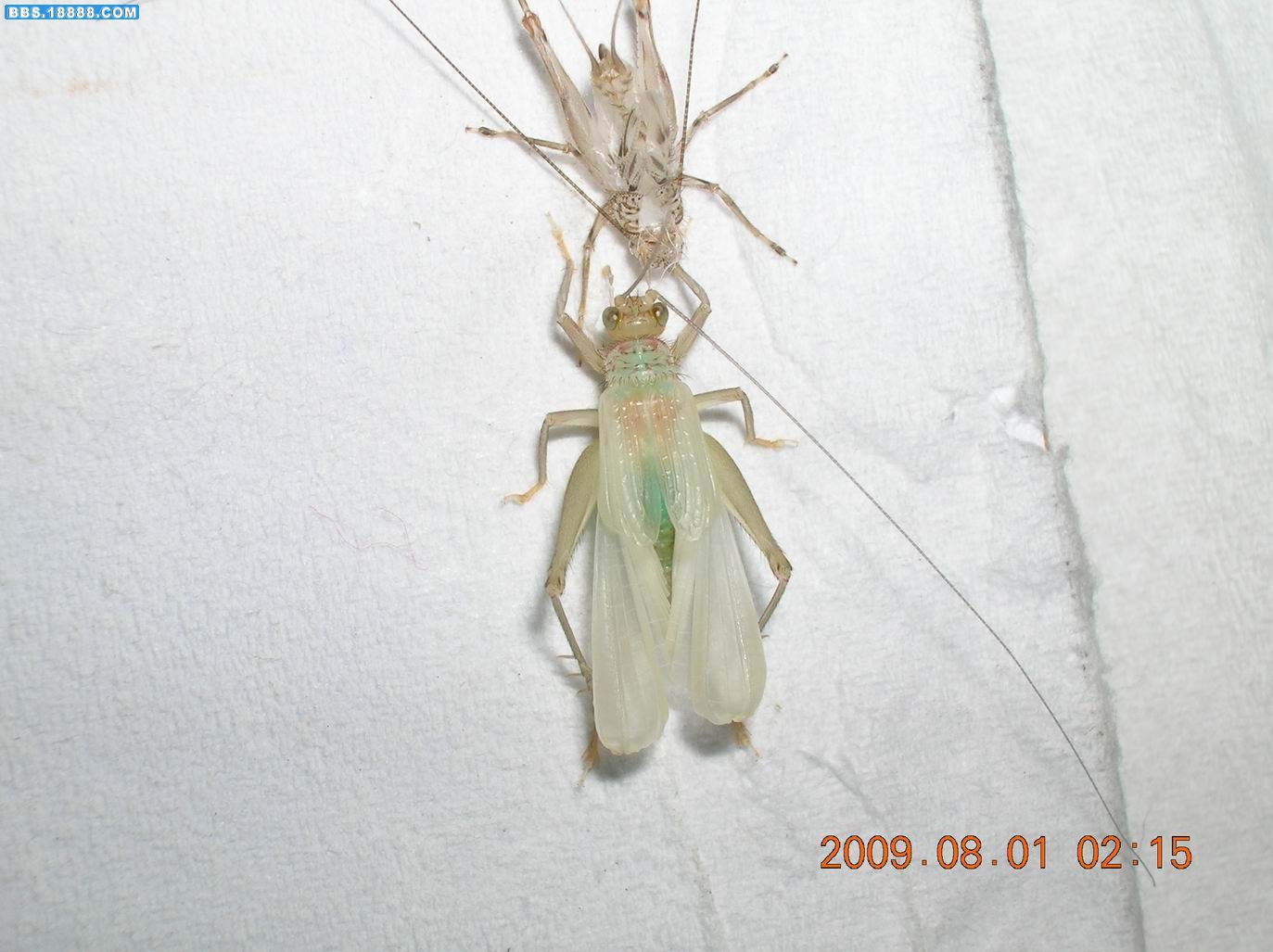 DSCN6586.jpg