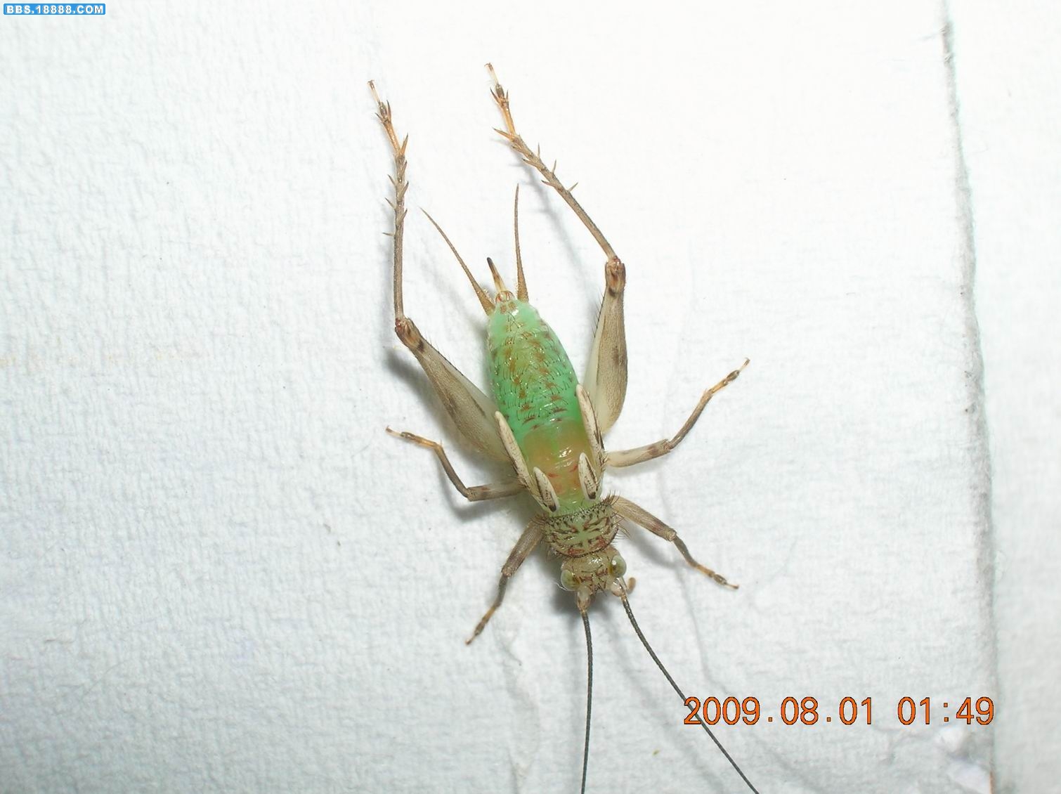 DSCN6538.jpg