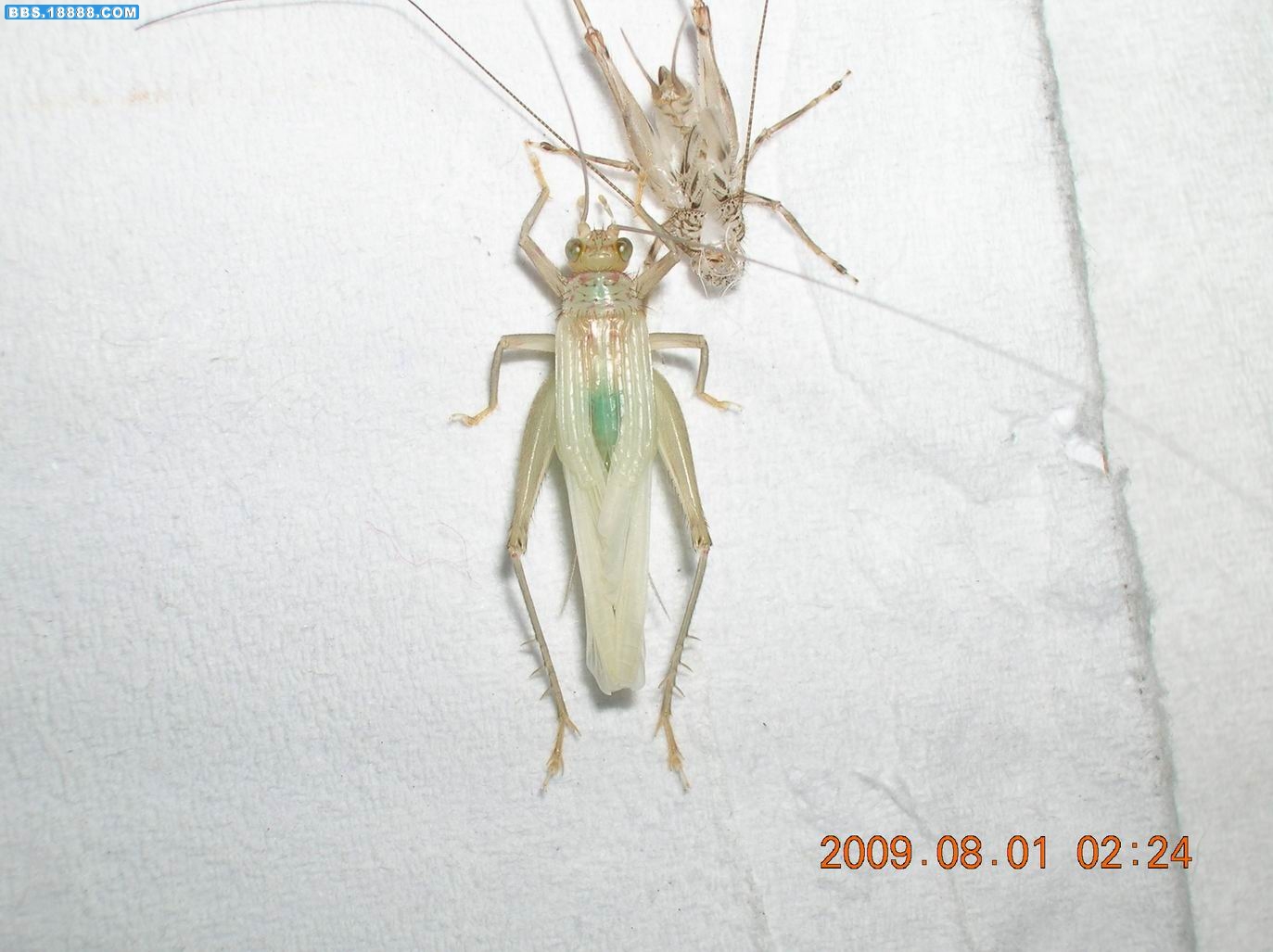 DSCN6593.jpg