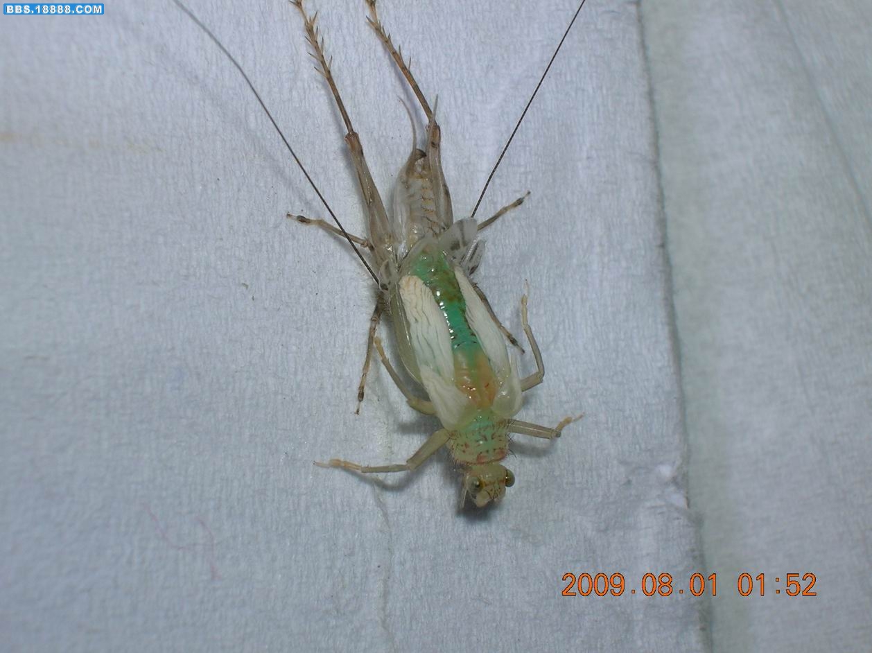 DSCN6550.jpg