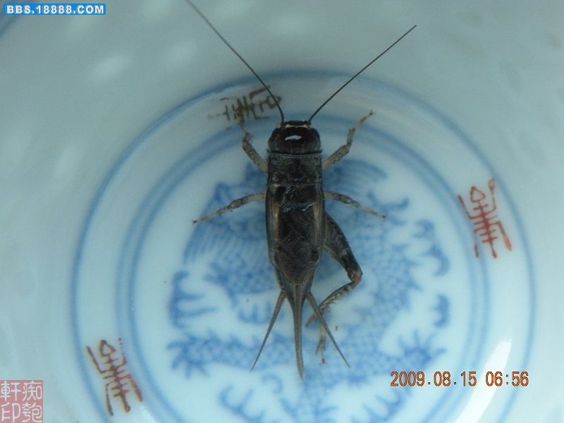 DSCN2273.jpg