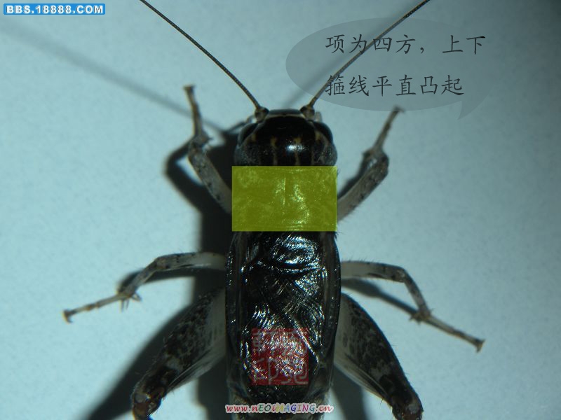 P4-铁项.jpg