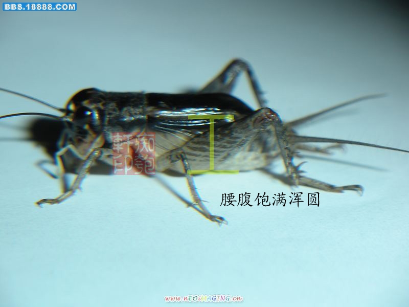 P5－立身.jpg