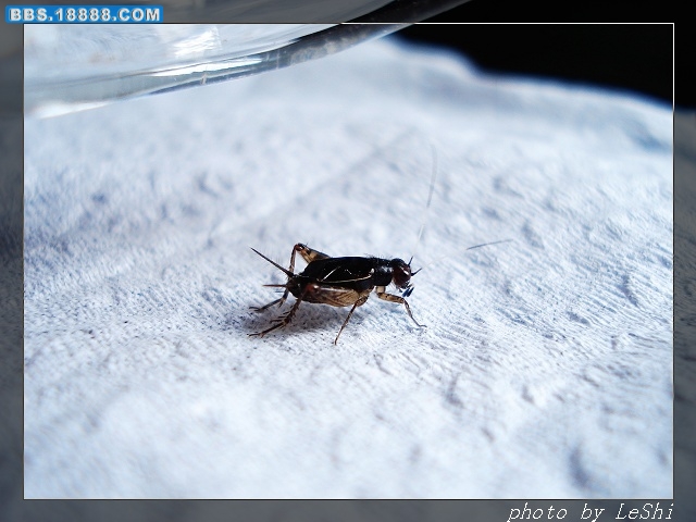 DSC02931.JPG