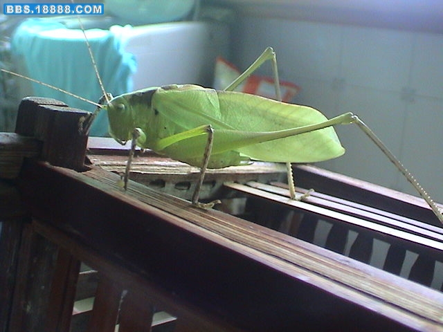 DSC00597.JPG