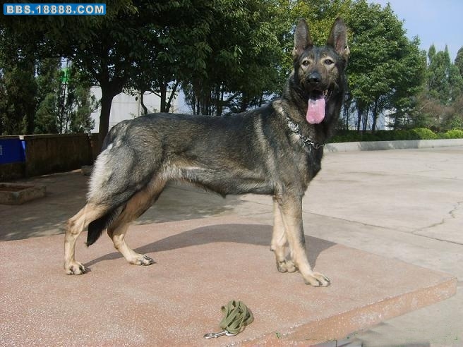 昆明犬.jpg