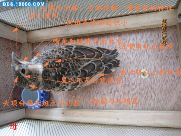 百灵母2.jpg