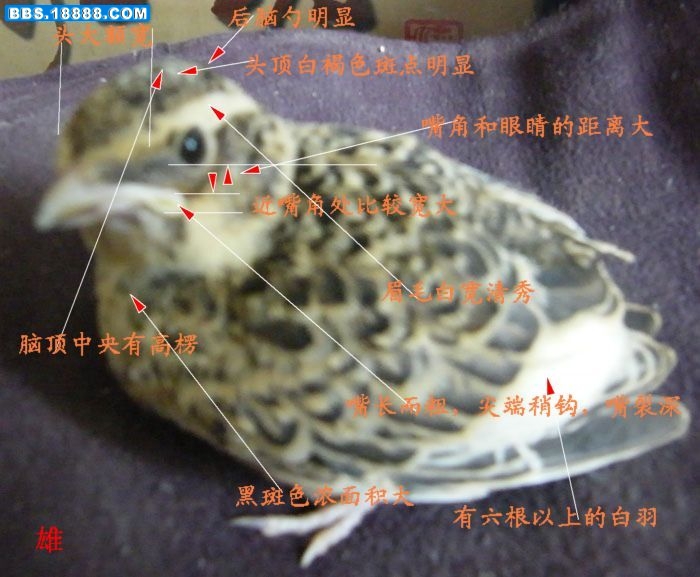 小雄特征2.jpg