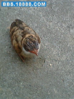 IMG0405A.jpg