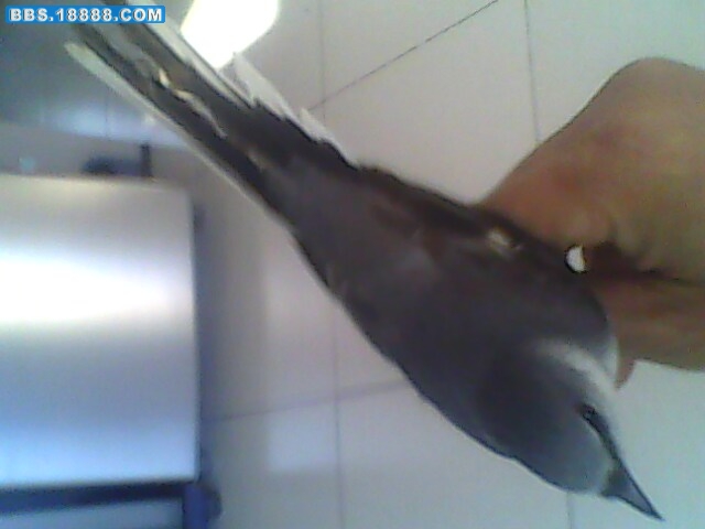 IMG0063A.jpg