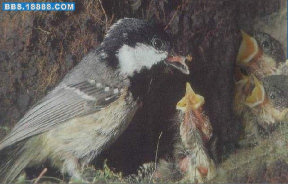 喂食.jpg