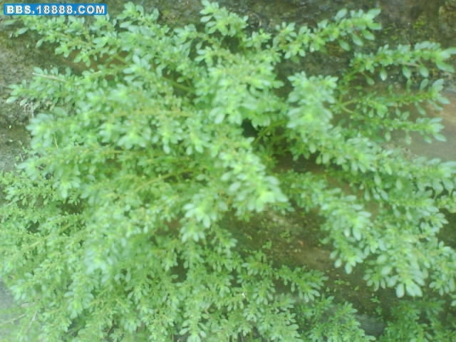 DSC00288.JPG