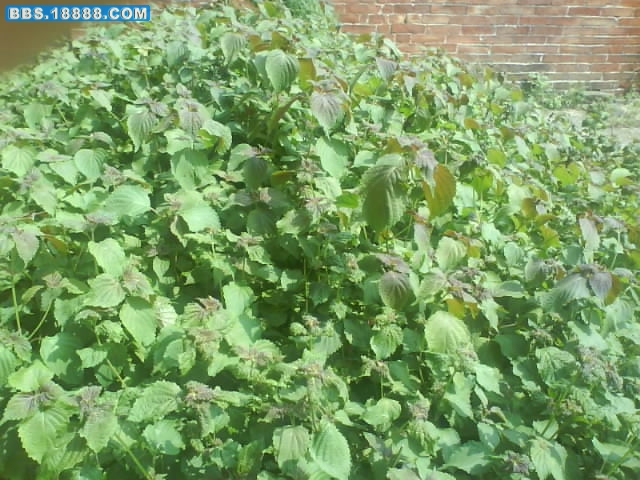 DSC00305.JPG