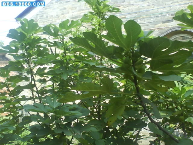 DSC00253.JPG